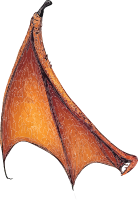 Stylized pterosaur wing with orange color on black background