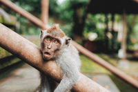 A young monkey with light fur and orange eyes peeking from behind a metal beam.