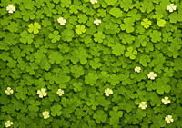 Dense green clover with white flowers