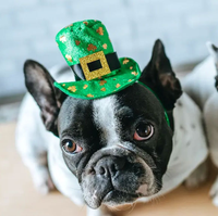 Black and white French Bulldog with a green St. Patrick's Day hat