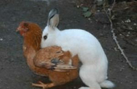 A white rabbit hugging a brown chicken