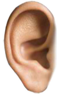 Close-up image of a human ear