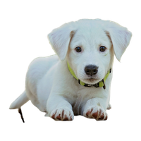 A white puppy with a green collar lying down and looking directly at the camera.