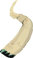 Illustration of a beige tusk against a transparent background