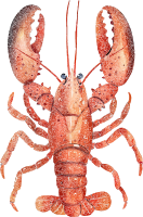 Detailed pixel art illustration of an orange lobster on a black background