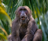 A monkey sitting amidst dense green leaves, looking directly at the camera with a calm expression.