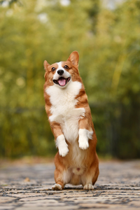 Corgi standing on hind legs on a cobblestone path