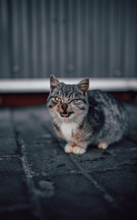 Gray tabby cat sitting on a dark brick floor