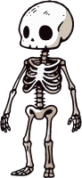 Illustration of a human skeleton