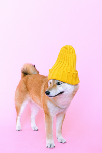 Shiba Inu dog wearing a yellow beanie against a pink backdrop