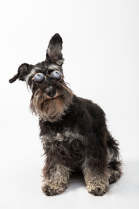 Miniature schnauzer with glasses on a white background
