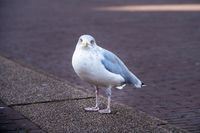 Seagull standing on a brick sidewalk