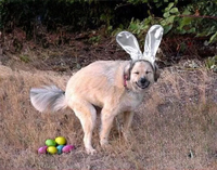 Dog wearing bunny ears standing in a field with Easter eggs