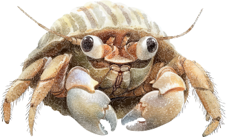 Close-up image of a hermit crab with large eyes and claws.