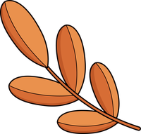 Illustration of a coffee bean branch