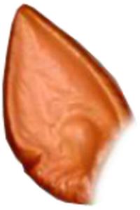 A single orange slice