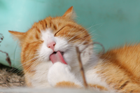 Orange cat with white fur licking its face