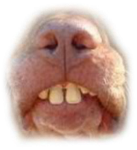 Close-up of a wombat's face with its mouth open