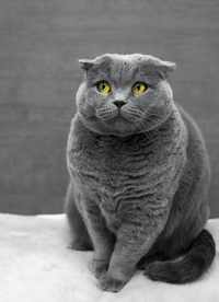 Grey Scottish Fold cat with yellow eyes