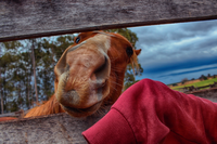 A brown horse with a white stripe on its nose peeking through a wooden fence, touching a red cloth.
