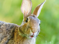 A close-up photograph of a rabbit's face