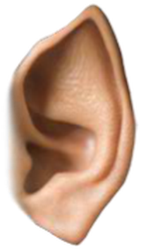 Close-up image of a human ear