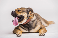 A brown dog with its tongue hanging out, lying on a white background.