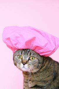 Tabby cat with a pink shower cap