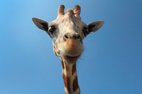 Close-up of a giraffe's face with a blue sky background