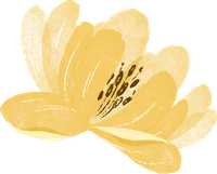 A yellow flower with six petals and a black center