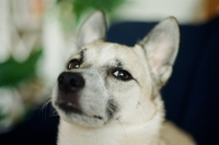 A dog with large ears and a tan coat looking upwards