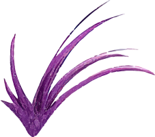 Purple plant with long curved leaves on black background