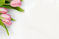 Pink tulips bouquet on white background