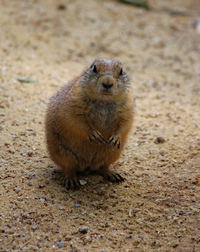 Prairie dog standing on dirt ground