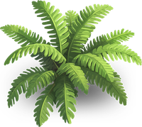 Illustration of a fern plant