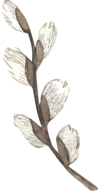 Illustration of a pussy willow branch with white buds