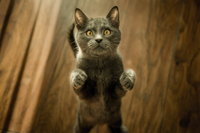 Gray cat standing on hind legs on a wooden floor