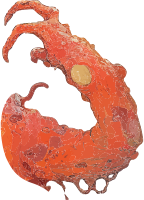 An orange cellular structure with a central element and protrusions.