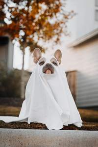Dog wearing a white sheet like a ghost sitting outdoors