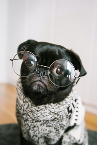 Black pug wearing round glasses and a knitted sweater