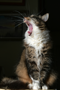 A tabby cat with white chest and paws yawns with its mouth wide open