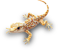 A leopard gecko with orange and white spots