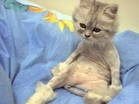 A grey kitten with mange sitting on a blue blanket