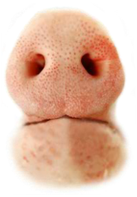 Close-up image of a human nose