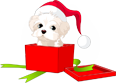White puppy in Santa hat emerging from red gift box