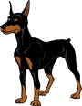 Illustration of a Doberman Pinscher dog with a black coat and tan markings