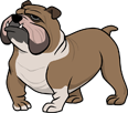 Illustration of a brown and white English Bulldog