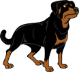 Illustration of a Rottweiler dog