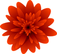 Close-up of an orange flower