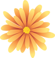 A stylized yellow flower with long, thin petals and a darker center.